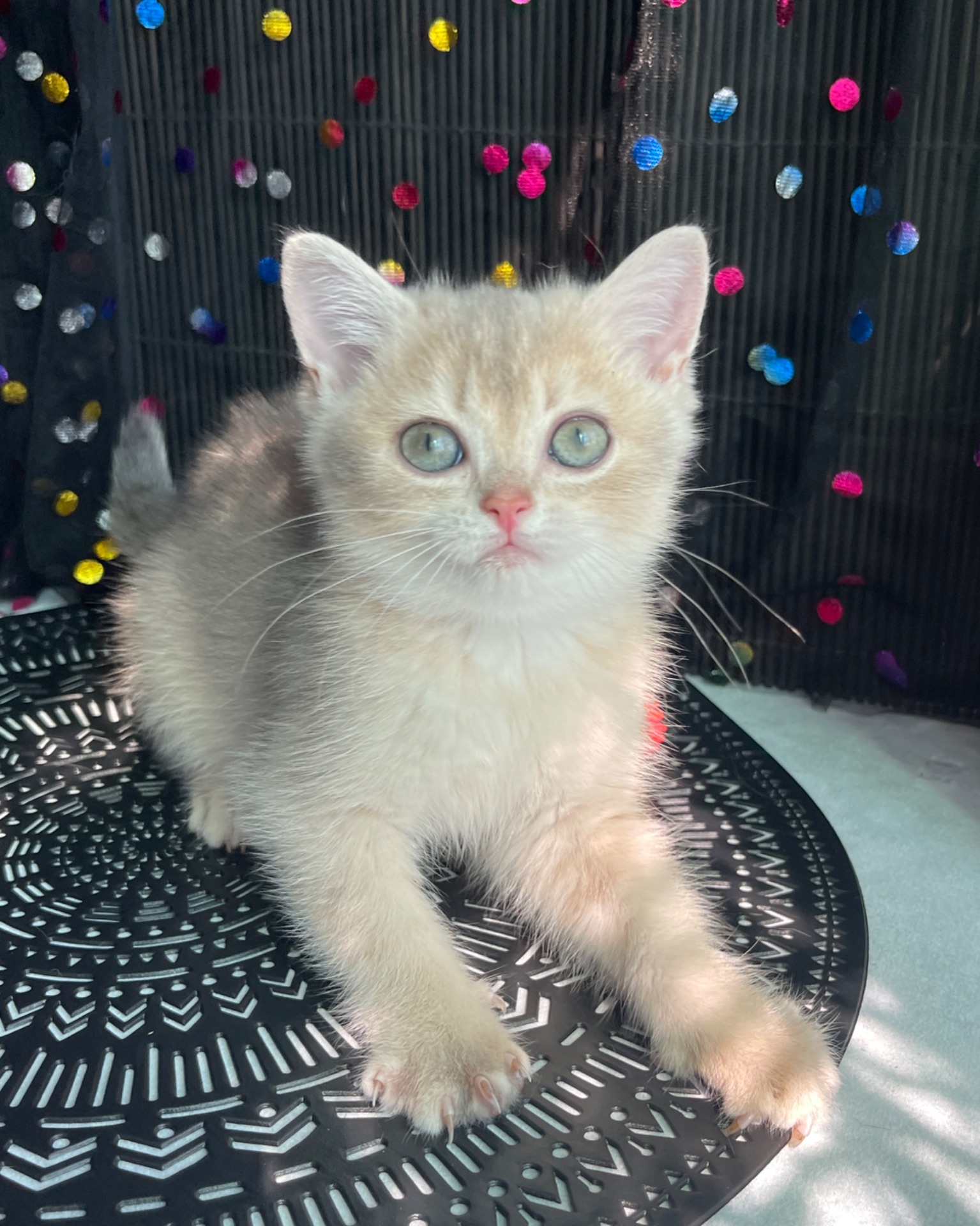 Британский котёнок