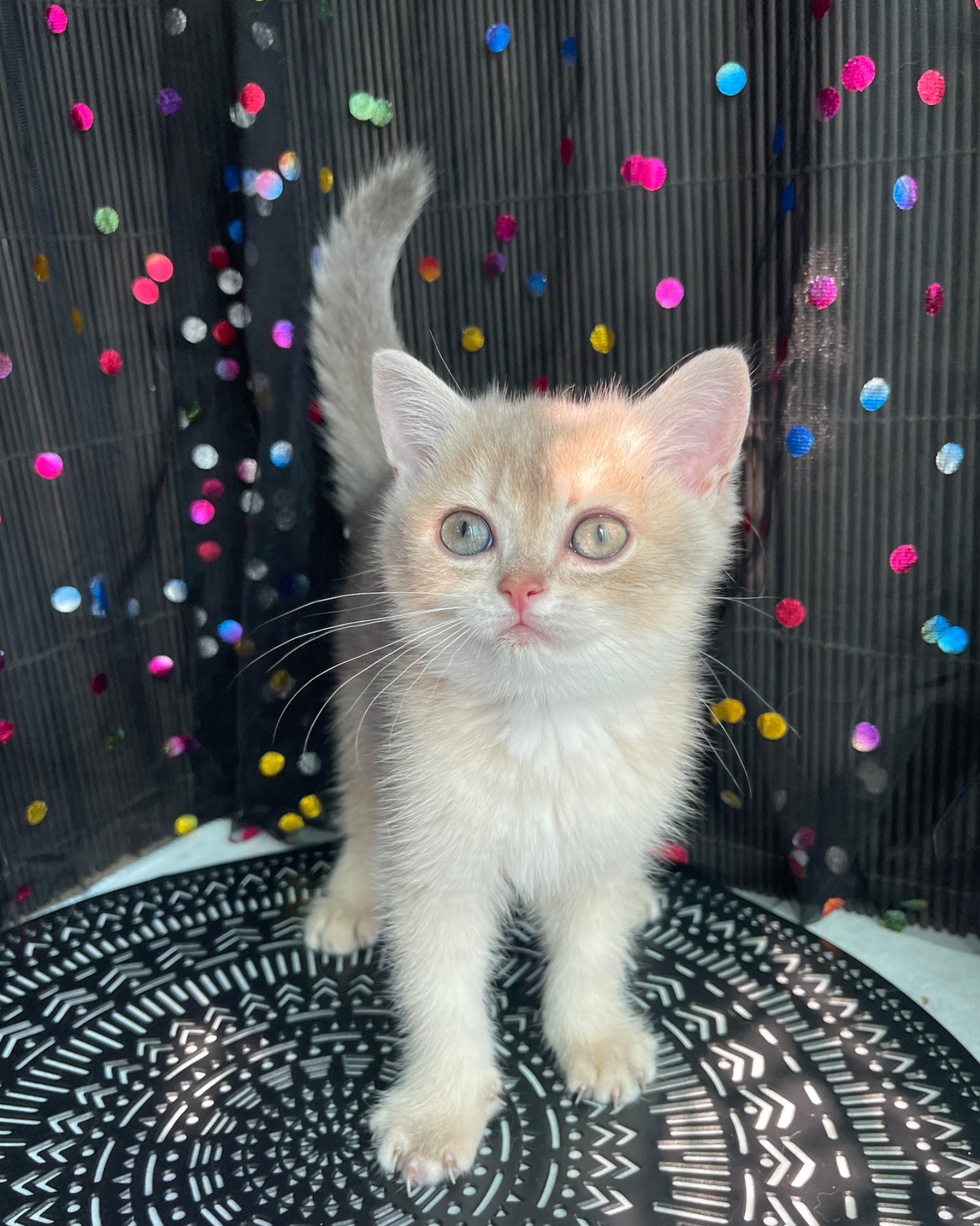 Британский котёнок