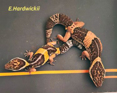 E.E.Hardwickii