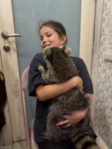 Ручний єнотик полоскун