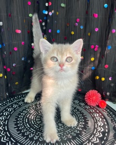 Британский котёнок