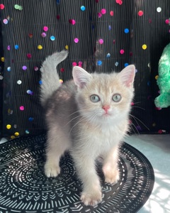 Британский котёнок