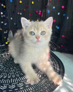 Британский котёнок