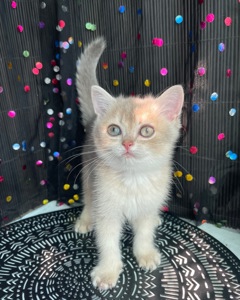 Британский котёнок