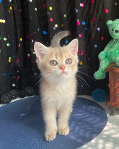 Британский котёнок