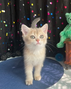 Британский котёнок