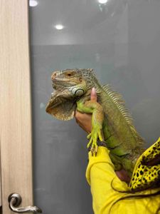 Розкішна ігуана