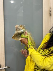 Розкішна ігуана