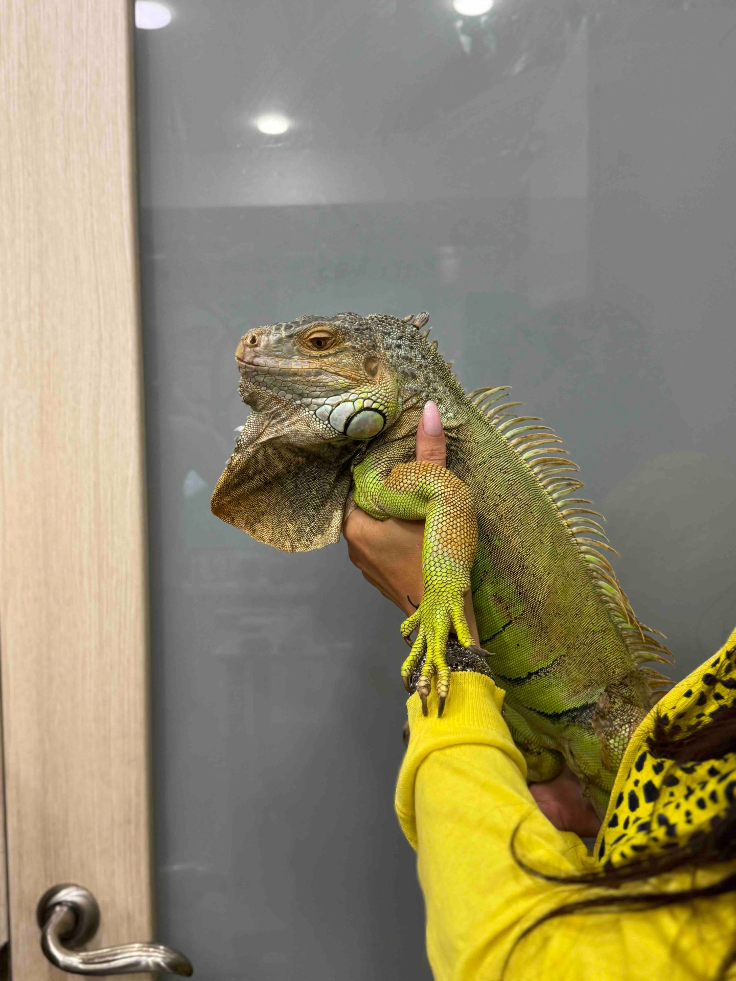 Розкішна ігуана