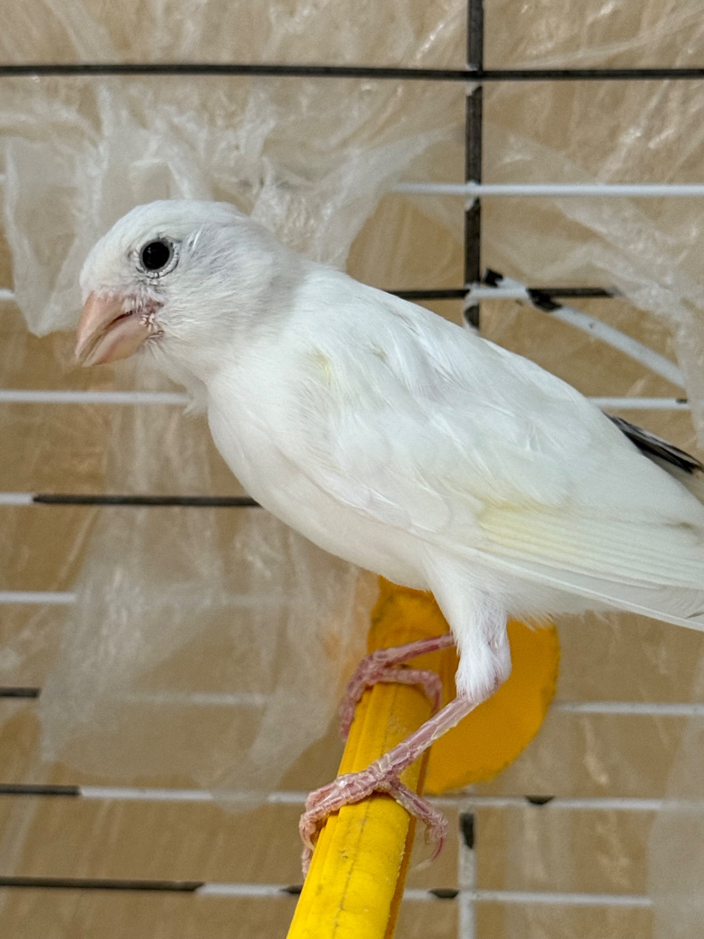 Співочий білий канал