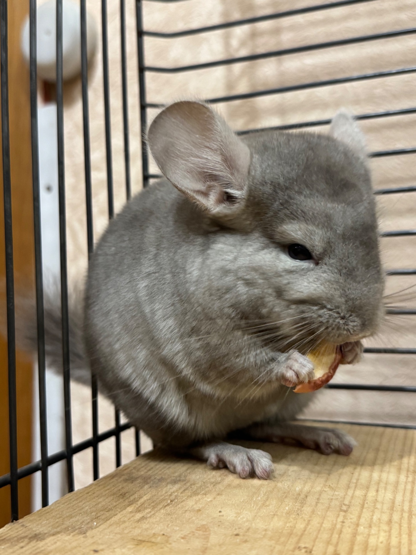 Шиншила дівчинка пастель