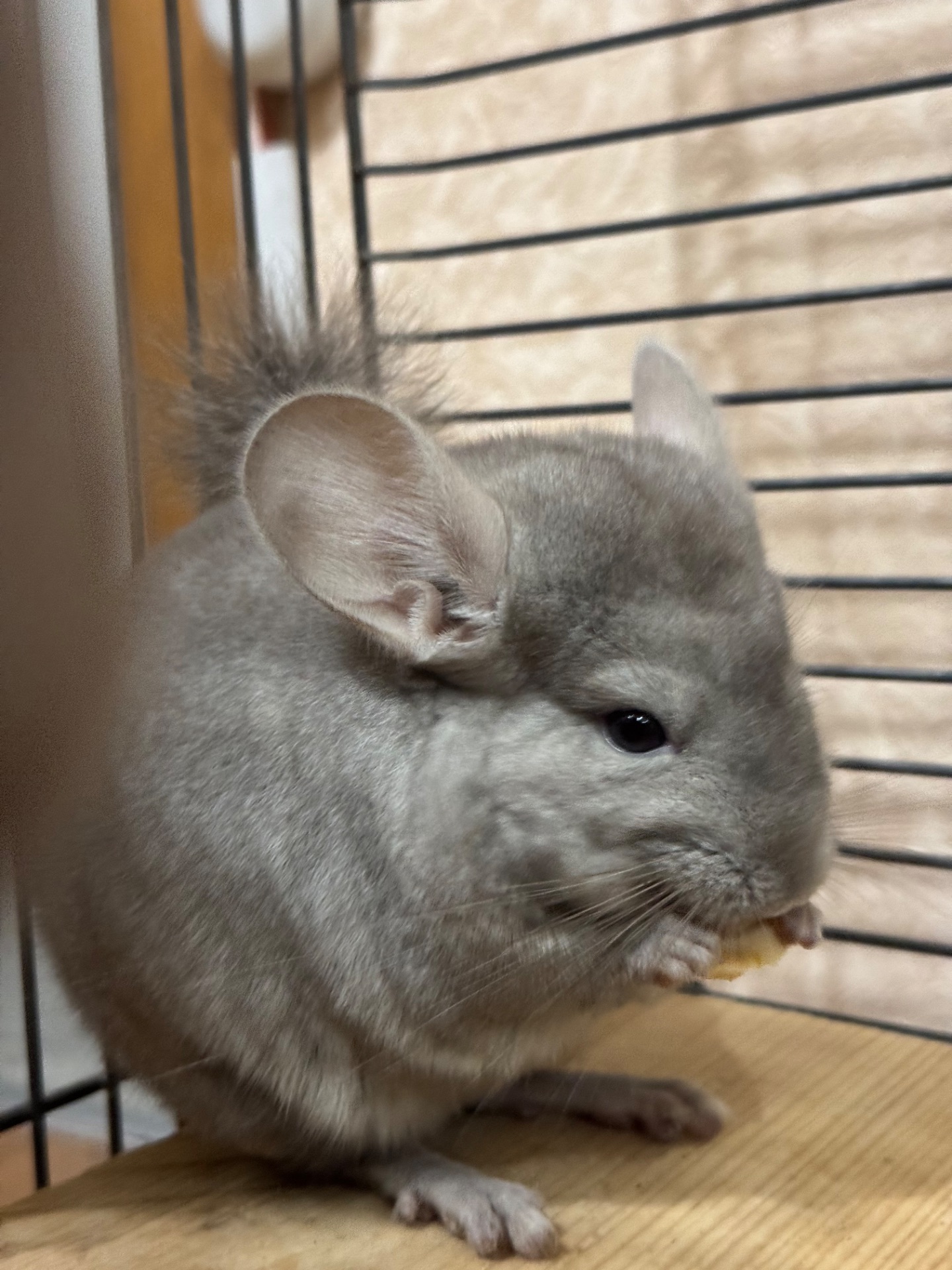 Шиншила дівчинка пастель