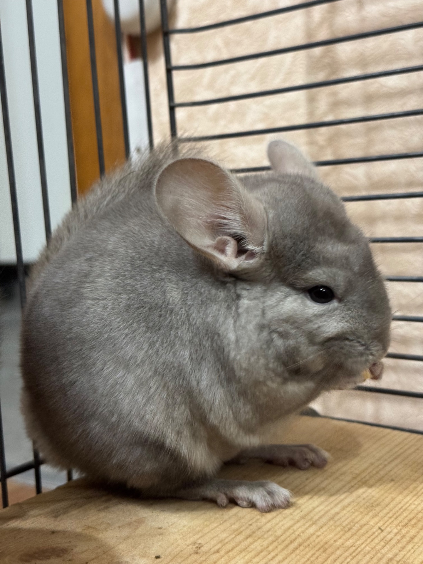 Шиншила дівчинка пастель