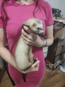 Тхір