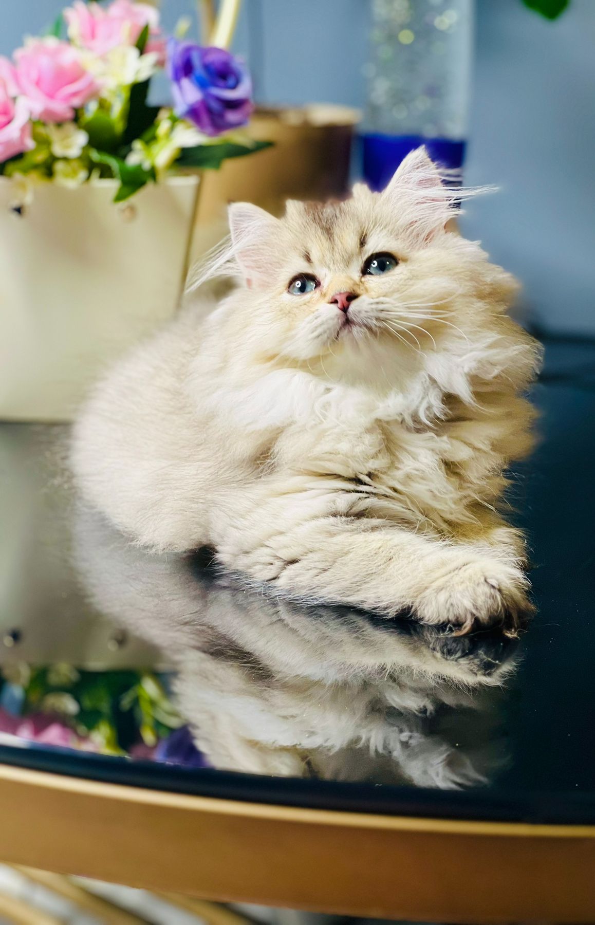 Британська золота шиншилла