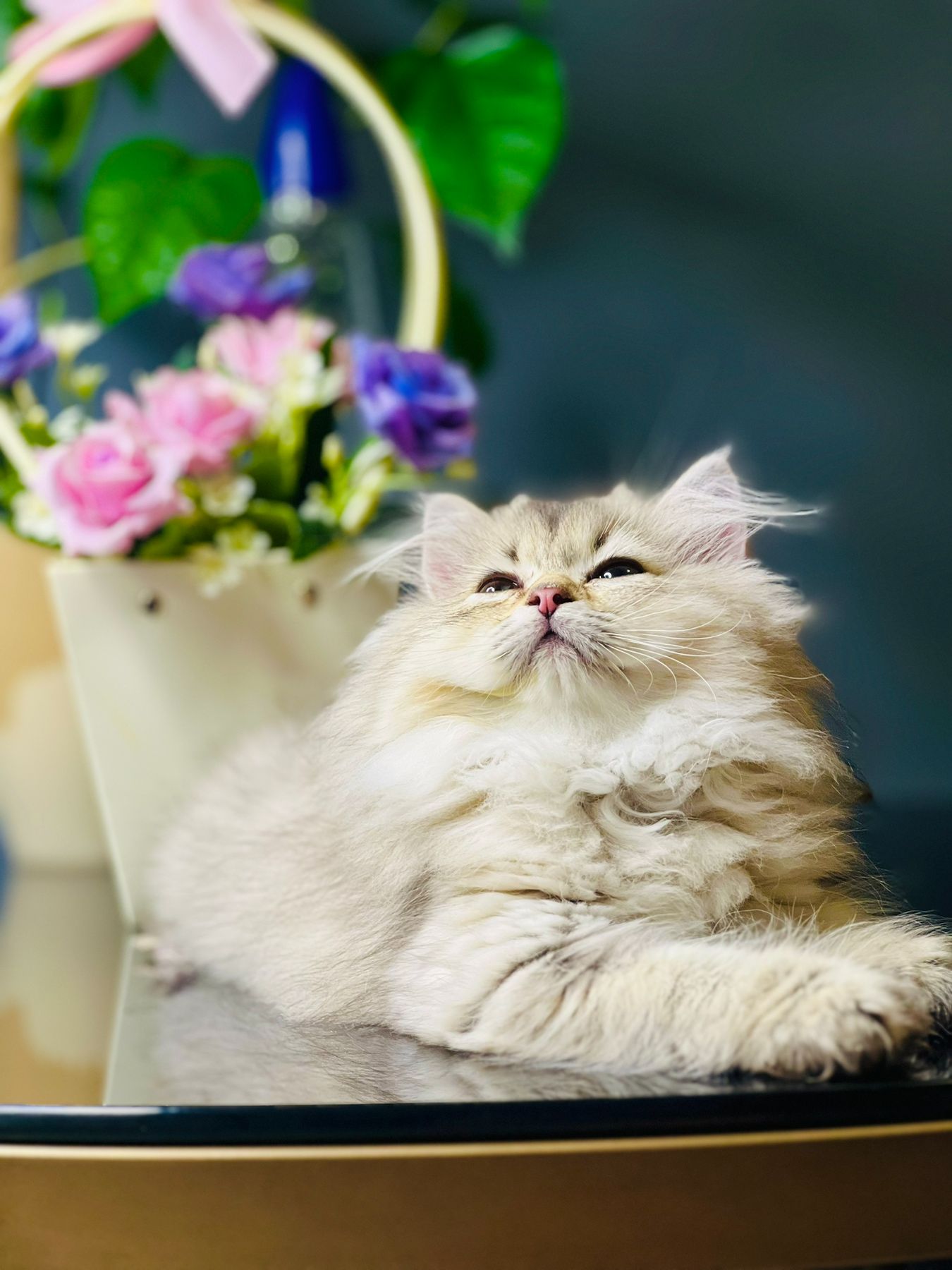 Британська золота шиншилла
