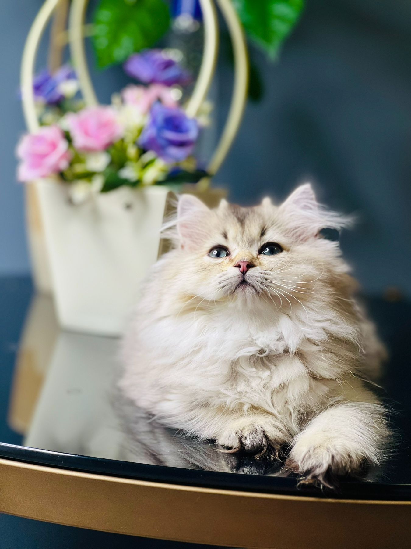 Британська золота шиншилла