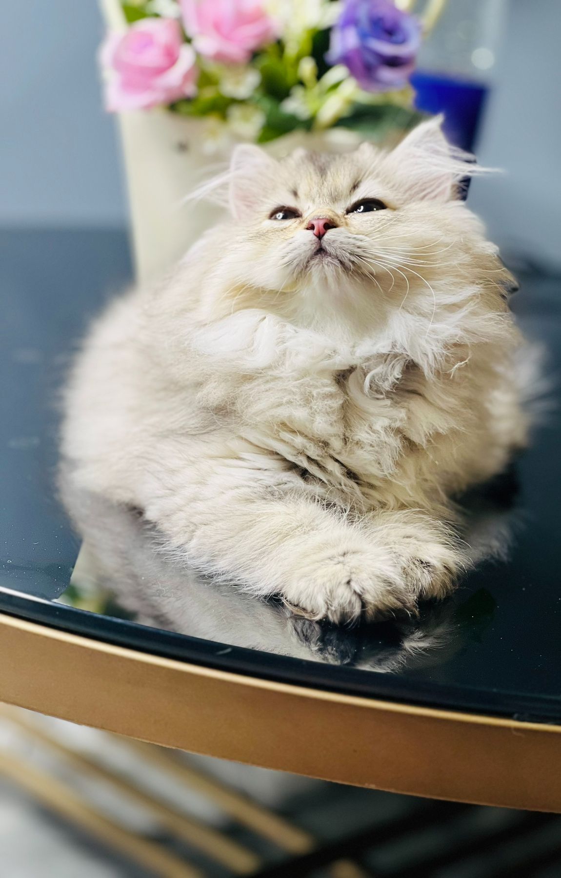 Британська золота шиншилла