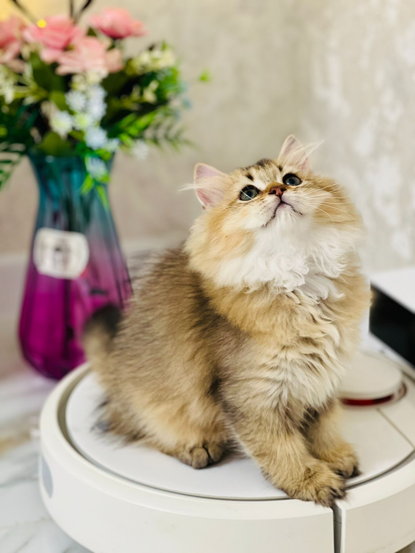Британська золота шиншилла
