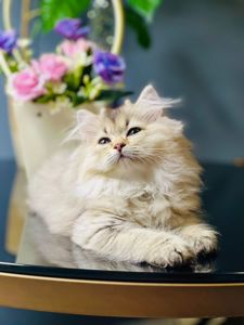 Британська золота шиншилла