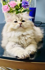 Британська золота шиншилла