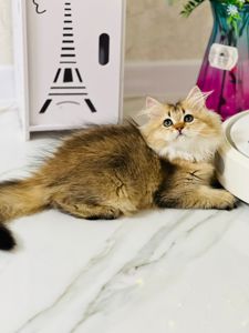 Британська золота шиншилла
