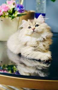 Британська золота шиншилла