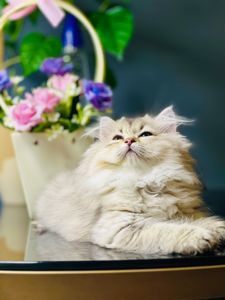 Британська золота шиншилла
