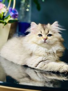 Британська золота шиншилла
