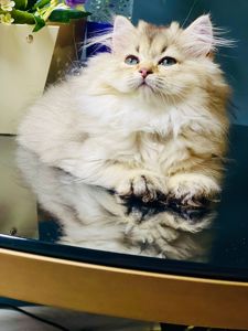 Британська золота шиншилла
