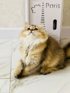 Британська золота шиншилла