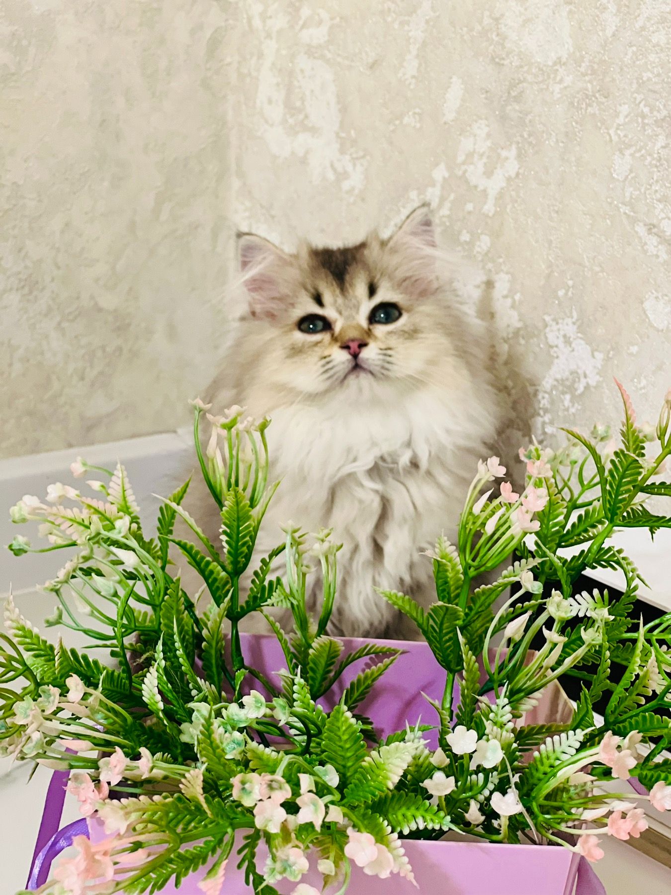 Британська золота шиншилла