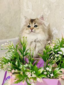 Британська золота шиншилла