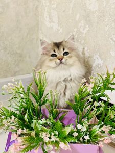 Британська золота шиншилла