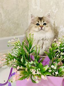 Британська золота шиншилла