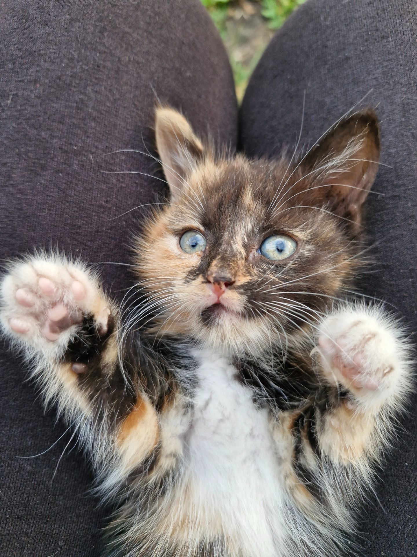 Кошенята шукають люблячий дім