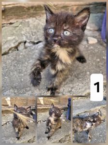 Кошенята шукають люблячий дім