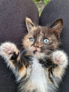 Кошенята шукають люблячий дім