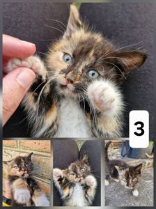 Кошенята шукають люблячий дім