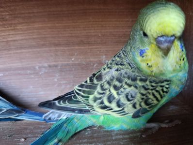 Продам хвилясті папуги - чехи в м.Рівне