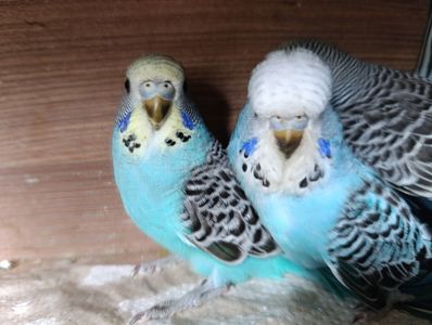 Продам хвилясті папуги - чехи в м.Рівне