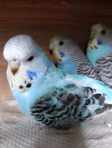 Продам хвилясті папуги - чехи в м.Рівне