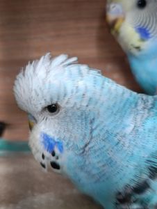 Продам хвилясті папуги - чехи в м.Рівне