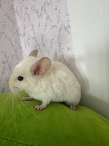 Біла шиншила