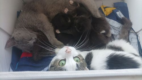 Отдам котёнка в добрые руки 🐾