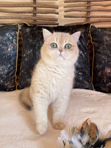 Британський котик