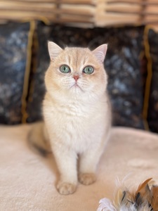 Британський котик