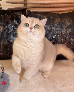 Британський котик
