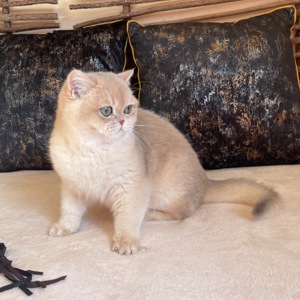 Британський котик