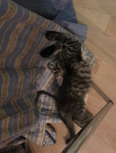 Кішечка/Кошеня